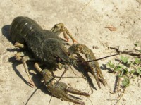 /album/foto-zhivotnyj-mir/kirikovka-reka-vorskla-067-jpg/